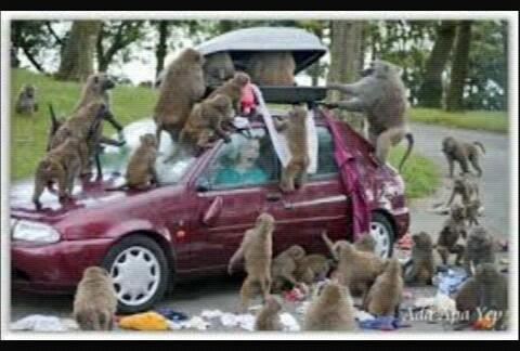 mxfaissal's tweet image. @WolesLakNdasmu ndes koe ramelu rebutan? Mobilku lecet kenek upil, ratak nggo tak jarke  #bosensugih @markobar1996