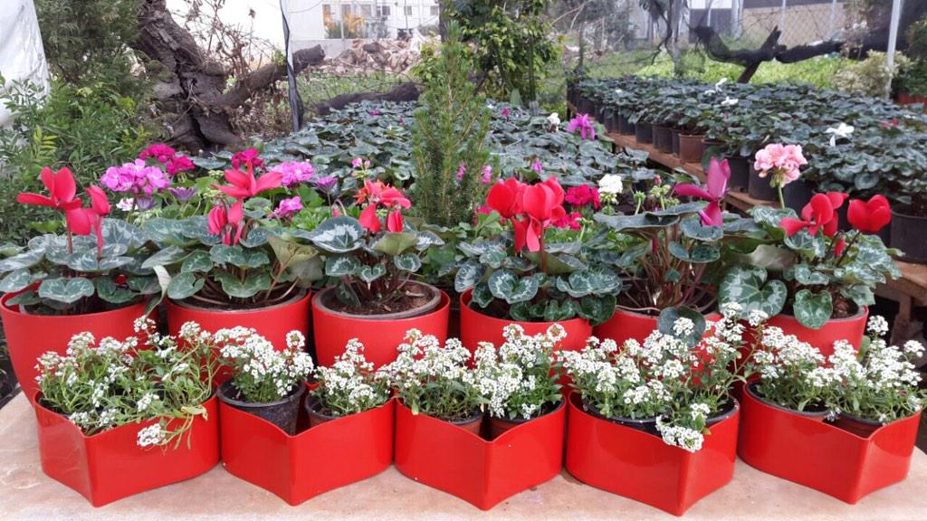 jardinboulevard's tweet image. Who says #ValentinesDay should be expensive ??? Get a gift for 10$ Now @jardinboulevard #Zalka 70909933 #Lebanon