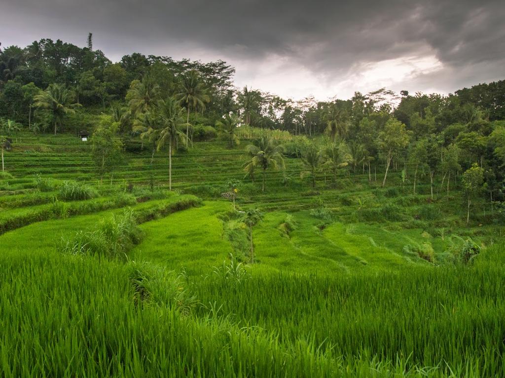 JogjaToday's tweet photo. #jogja @budiyono_aris: Air terjun kedung kandang teras iring persawahan sprti ubud bali versi di Jogja http://t.co/cYH9WcFB1c
