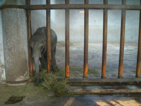 FreeArturo2's tweet photo. Urge the Chinese government to ban the import of wild-caught baby #elephants!

http://t.co/AlACO2VG0p

via @HSIGlobal http://t.co/H3JJuzkMzm