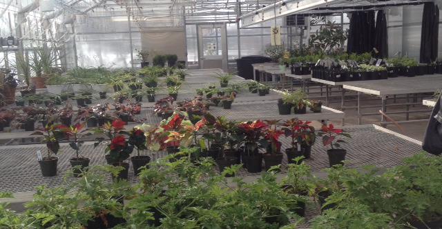 CTE_Buffalo's tweet photo. #MacHigh horticulture students growing perennials for #plantasiany show 3/19-22 http://t.co/zXP3CGfSdV #CareerTechEd http://t.co/0Nn63KWk42