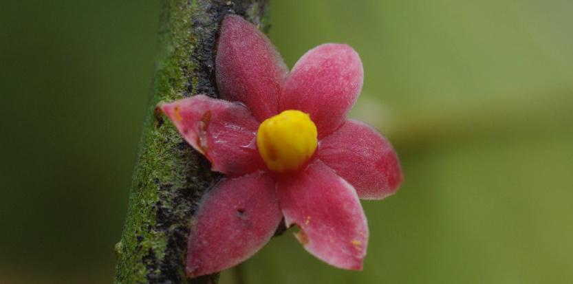 WCS Gabon Program tweet media