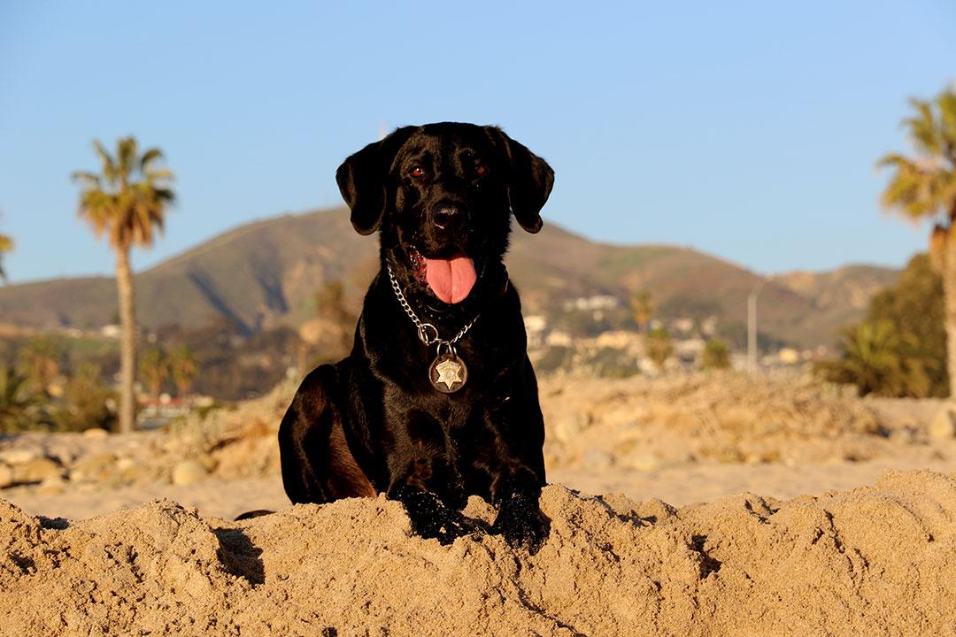 vcsark9's tweet image. #TBT K9 Jake at 9 weeks old.  Jake is now a certified HRD (Human Remains Detection) canine. #vcsark9 #sheriffk9