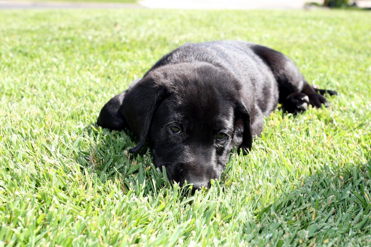 vcsark9's tweet image. #TBT K9 Jake at 9 weeks old.  Jake is now a certified HRD (Human Remains Detection) canine. #vcsark9 #sheriffk9
