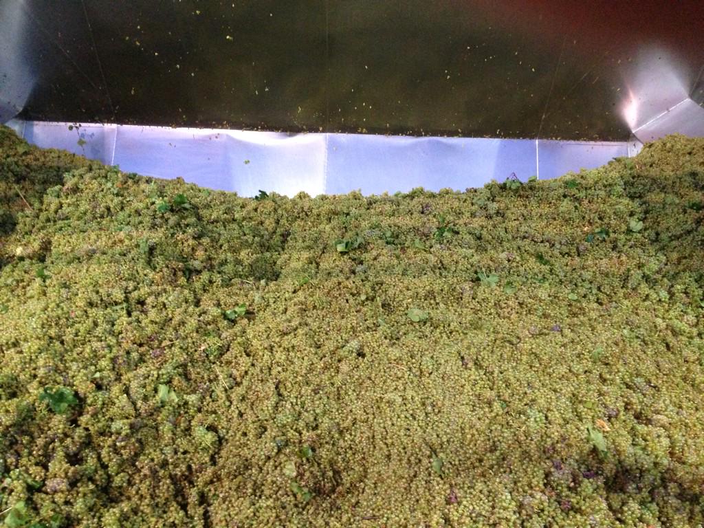 WineYap's tweet photo. Have a cracker Hughsey! V15 #barossa #barossaliving @rieslingfreak1: The start of vintage 2015 http://t.co/HTuDwt6mkk”