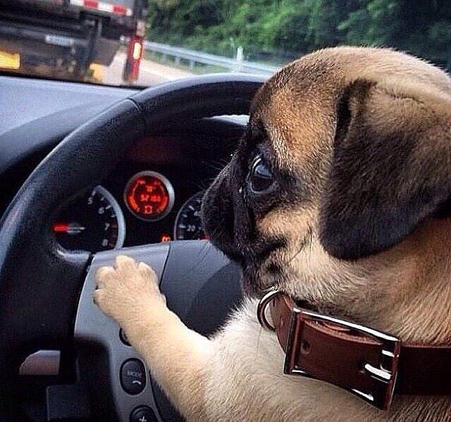 GreNieto's tweet photo. @eugenia_stenger atorada en el trafico.. http://t.co/vW1gIFzwRe