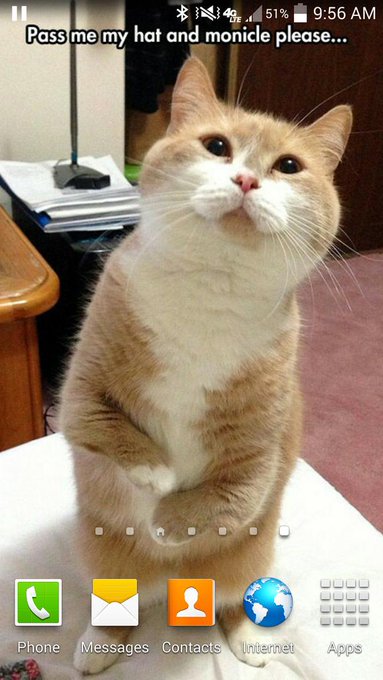 Changing my phone background so I have an extra reason to smile. Not my cat btw. :) http://t.co/Vdyj<a href="/tag/mvsales"class="tags"><span>#mvsales</span></a>