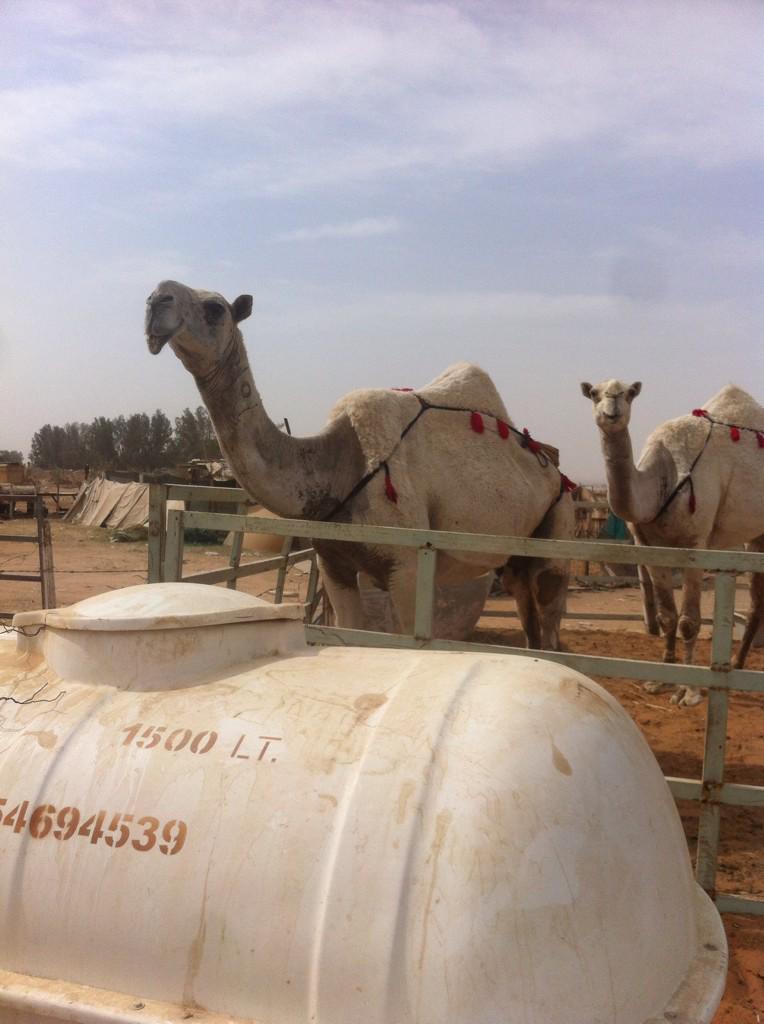 19Sub's tweet image. خلفة وضحا كفو  السن ام رابع جوال ٠٥٥٥٢٨١٩٠٢