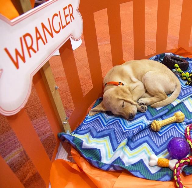 ShelbsHoffman's tweet photo. I have always loved #wrangles but this is the cutest one ever! #labs #Todayshow @WranglerTODAY #givemegiveme http://t.co/yvUQE1YvIZ