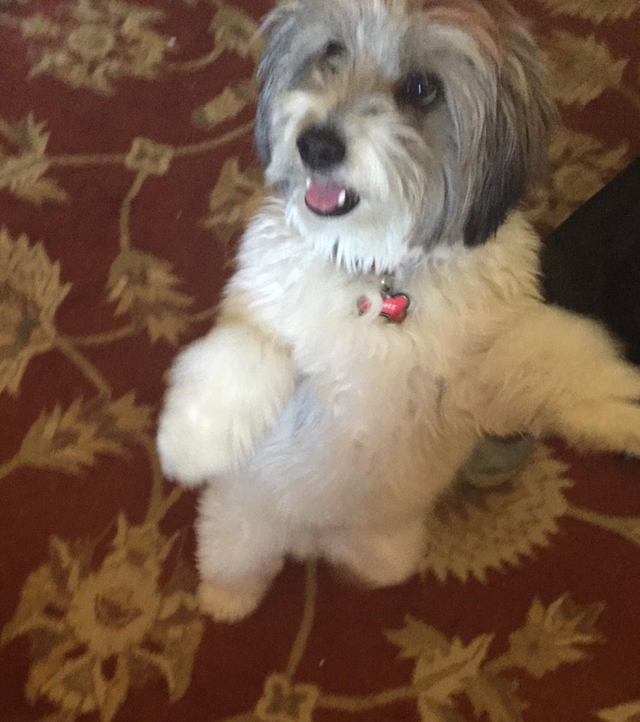 Donated to <a href="/allanimalrights/">All Animals Need Rights Ⓥ 🌱</a> cause: helping the dog Bambi live comfortably for as long as possible. Yip yip hooray!