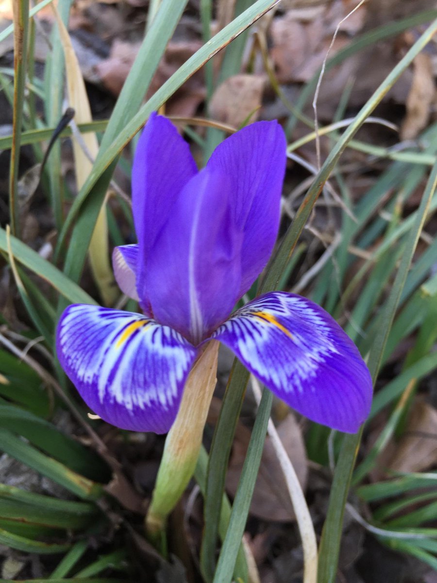 Blooming in the Garden today #SCBotGarden