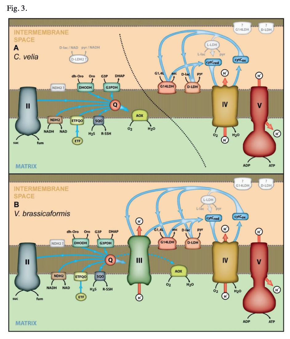veupathdb's tweet image. Mitochondrial respiratory chains in phototrophic Apicomplexa #cryptodb @OxfordJournals mbe.oxfordjournals.org/content/early/…