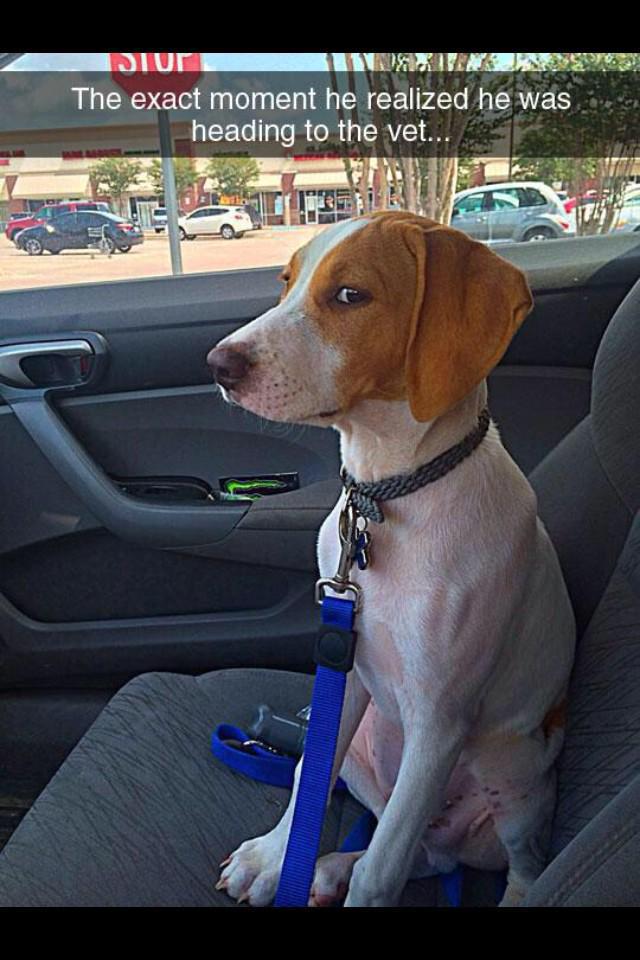 PhaloBlue's tweet image. "@PMgeezer: The exact moment he realized he was going to the vet...  
http://t.co/BDTokAhE5I" #dog