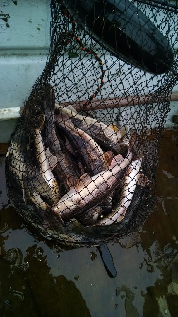 Drakeundertakr's tweet image. #tbt can't wait until river opens! #Pool5 #MississippiMen