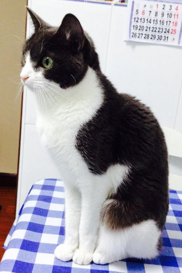 Angeluco8's tweet photo. @catsofinstagram #catsofinstagram #nala http://t.co/FoGkALOcGG