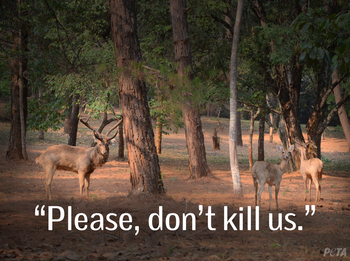 peta's tweet photo. URGENT:

Town 2 lure deer into corrals &amp; GUN THEM DOWN as "population control".

SIGN to HELP: http://t.co/25gXtflaSn http://t.co/xPDpxgYcB3