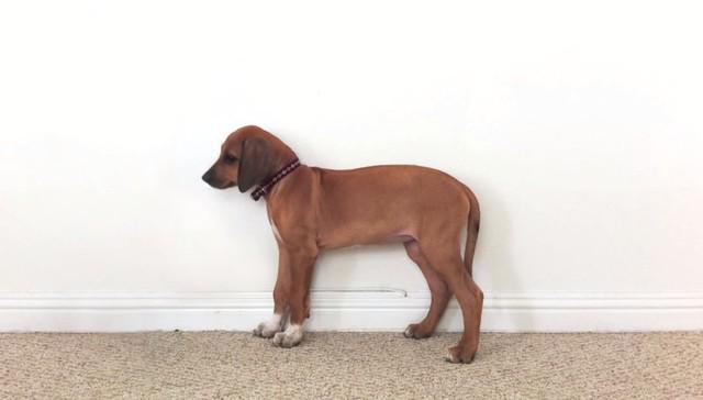 Time-lapse video shows puppy growing up in just 23 seconds thedo.do/1I1r1sX