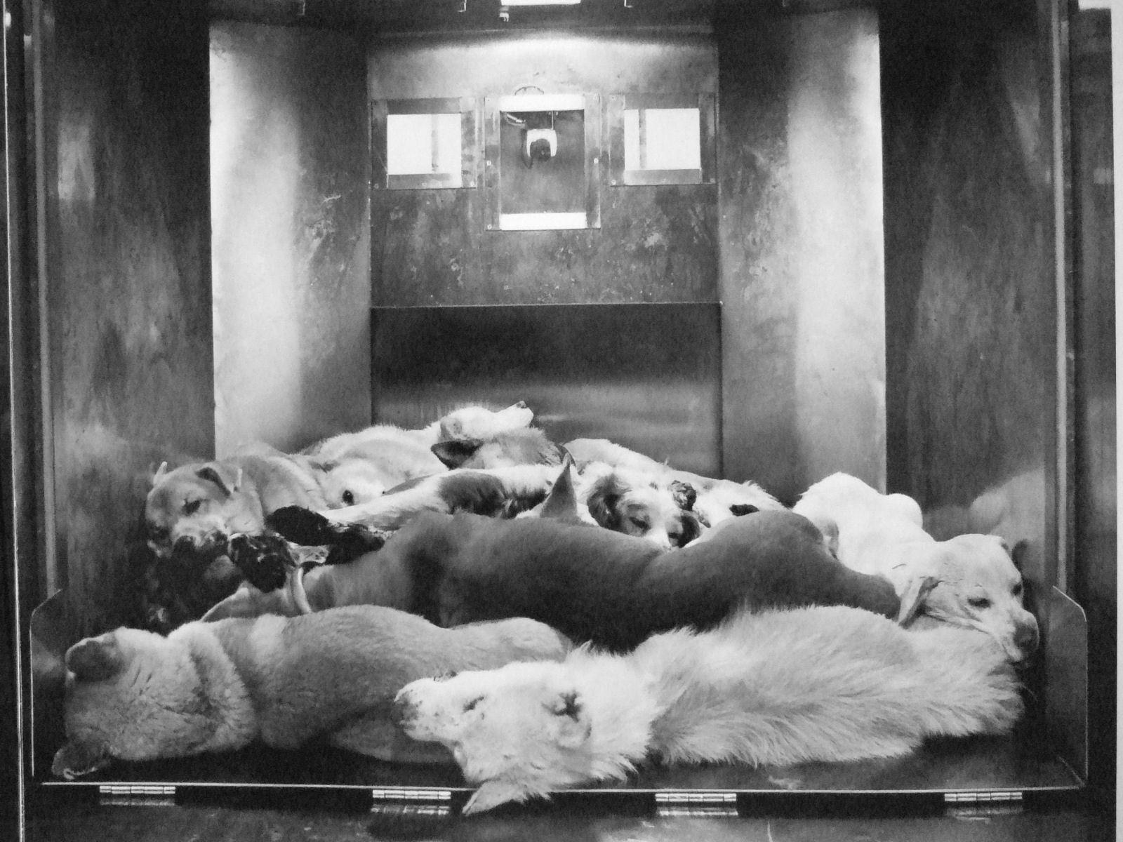 ガチ閲覧注意 V Twitter 日々行われる動物の殺処分 は実際のガス室の画像 動画はこちら Http T Co Vqroafjaxk あなたはこれを見てどう思いますか かわいそう でも誰かがやらなければなりません Http T Co Cj1tecj8 ガチ閲覧注意 V Twitter 日々行われる動物の殺処分 は実際のガス室の画像 動画はこちら Http T Co Vqroafjaxk あなたはこれを見てどう思いますか かわいそう でも誰かがやらなければなりません Http T Co Cj1tecj8