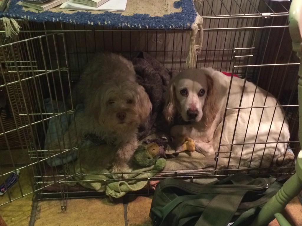 LarryCockapoo's tweet image. Me and my buddy Teddy #cockerspaniel #cockapoo