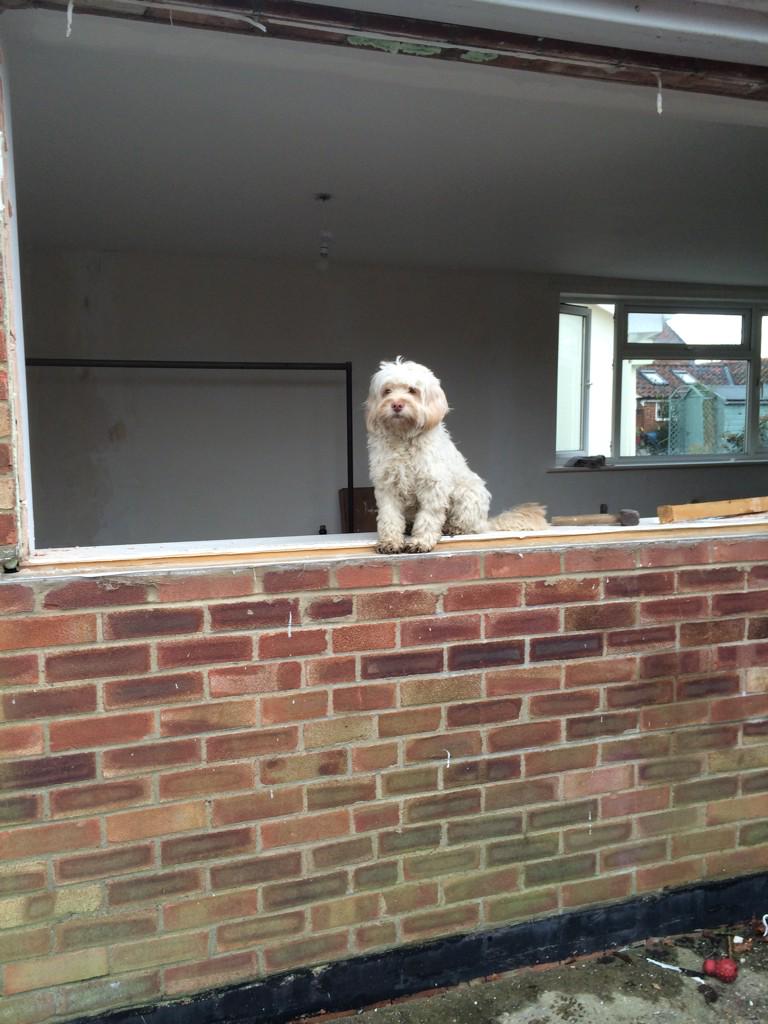 LarryCockapoo's tweet image. Hard day at work with the @BeehiveBuilders team #itsahardlife
