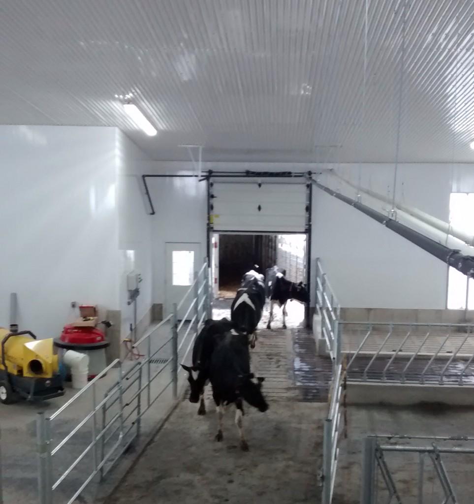 PostFarm's tweet photo. One of those exciting days for any farm - moving the cows in a new barn. http://t.co/zh2VcCtYDW