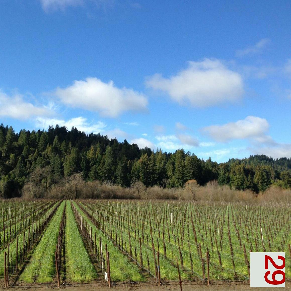 VAULT29's tweet photo. Ab-so-lut-ely BEAUTIFUL day in #Napa! #wine http://t.co/Ca6TyiPQCp