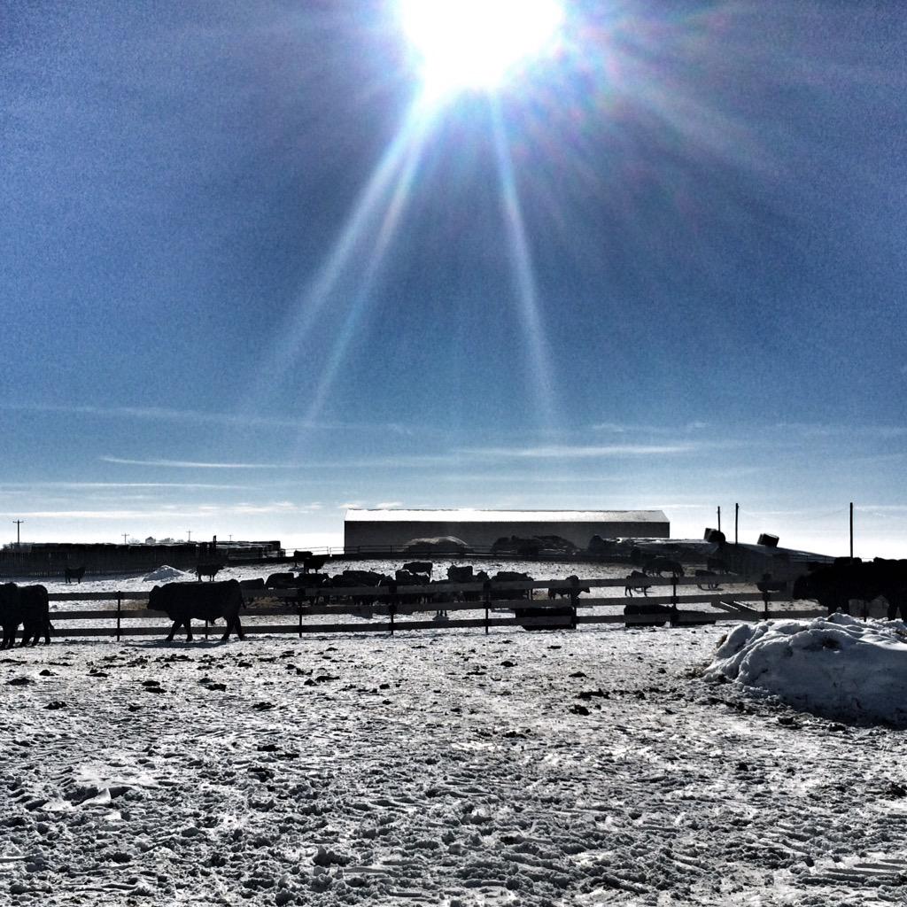 CodyCreelmanDVM's tweet image. A beautiful day at my favourite #Hutterite Colony #farm365 #agmorethanever