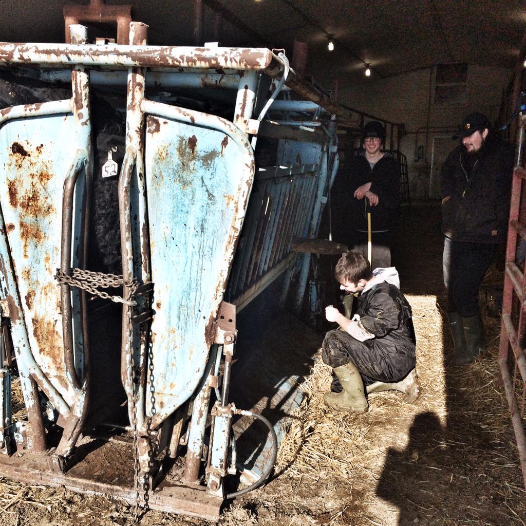 CodyCreelmanDVM's tweet image. A beautiful day at my favourite #Hutterite Colony #farm365 #agmorethanever