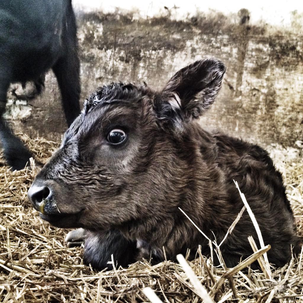 CodyCreelmanDVM's tweet image. A beautiful day at my favourite #Hutterite Colony #farm365 #agmorethanever
