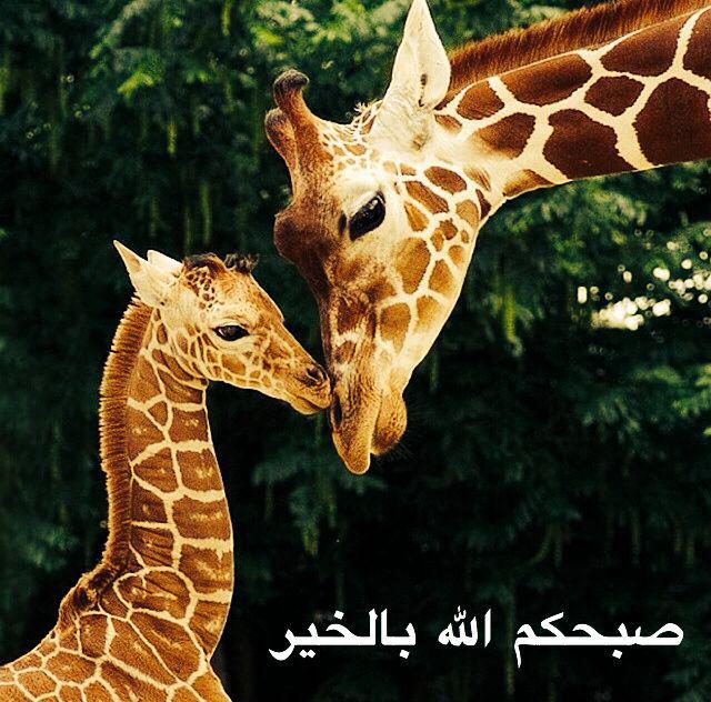 qqoooqq500 (@jassimalhasani) on Twitter photo 