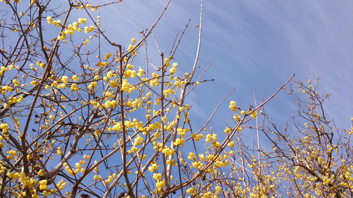 テンペラ画　坂岡知子さん -