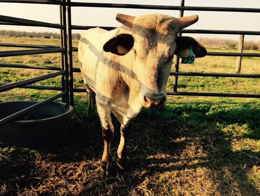 barn2buck's tweet photo. Beautiful afternoon @EGBuckingBulls gettin ready for #ct1 #ValentinesDay #willhebuck #barn2buck @BbtvJeff @willherun http://t.co/kOWaykapFw