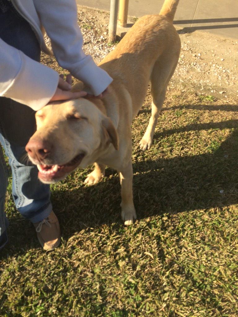 HF_Dogs tweet picture