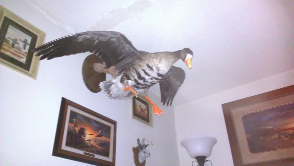 bradlyklatt's tweet photo. He's Soooooo big he casts a shadow finally #whitefront #sorta a honker #conservation ###welcome home big doggggg http://t.co/viboINmLVS