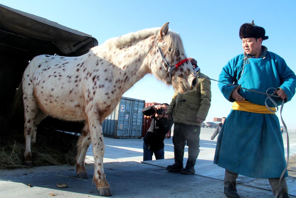 Китай лошади