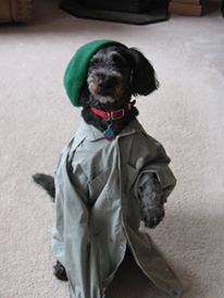 PawPrints2015's tweet photo. Look how cute Kia is supporting the arts. Share a photo of your pet on our Facebook page and #leaveyourprint http://t.co/zcdSR8ecT5