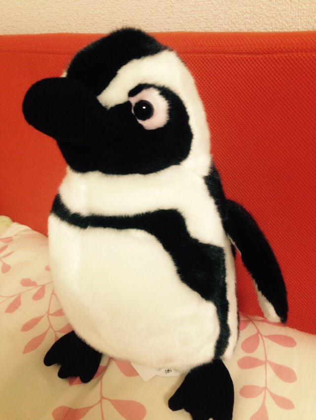 みき ﾉ 京都水族館の年間パスポートかいました そしてくじ引きやったら1等のケープペンギンぬいぐるみ当てました Http T Co Nto9hepbsm Twitter