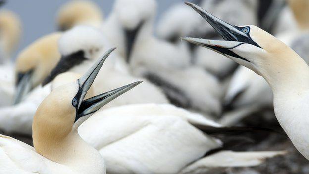 BBCScotlandNews's tweet image. Bass Rock has world's largest colony of Northern gannets @SeabirdCentre bbc.in/1yvwAri