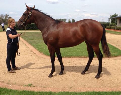 MudgesWorld's tweet photo. Was great to have @inglis_sales visiting @Grange_Tbs today with trainers & syndicators etc
This was popular #Dashoff http://t.co/ujBgomUXv0