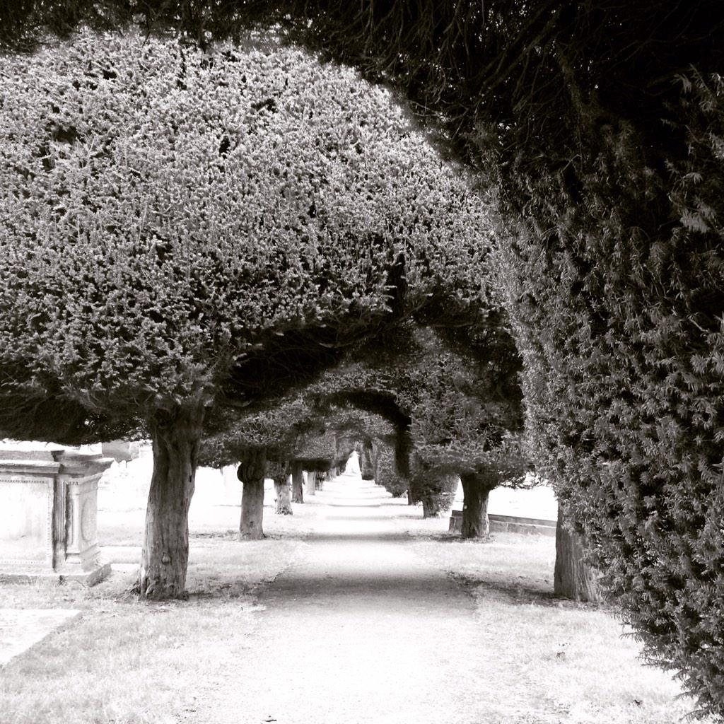 drew_bristow's tweet image. The yew trees at Painswick church UK. About 100 throughout the churchyard. #exploretrees