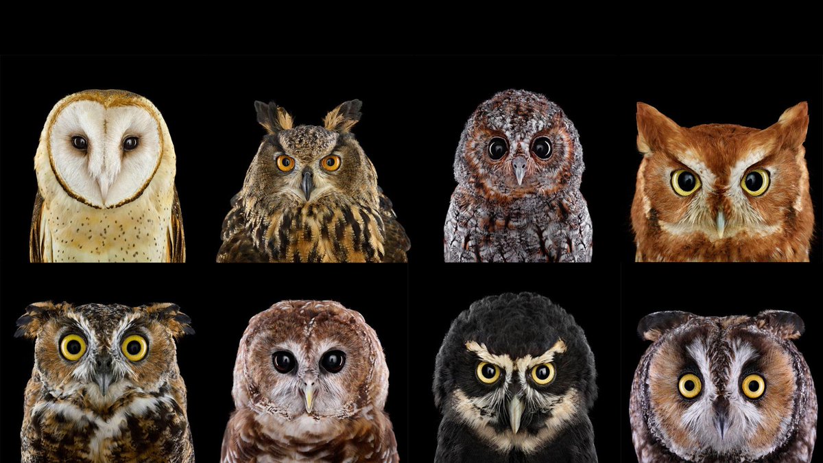 MarenWellenreut's tweet image. OMG, owls are adorable audubon.org/magazine/janua…