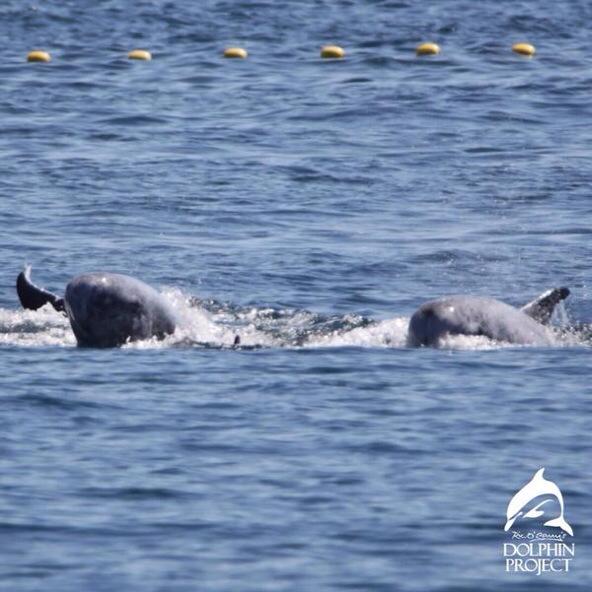 9/18 - 和歌山県太地町: 世界中がバンドウイルカが入り江へ追い込まれていくのを見ていました。#STOPイルカ猟  <a href="/diana_archetype/">Diana Archetype</a>