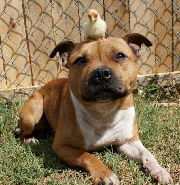 guardiacivil's tweet photo. No hay razas de #PerrosPeligrosos, la educación, disciplina y los cuidados determinan la futura conducta del animal http://t.co/a57xYXlmxB