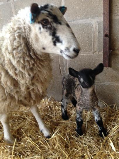 Croft Farm tweet media