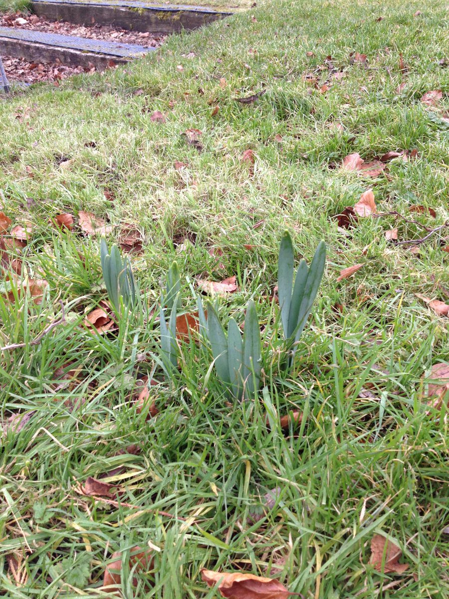 DAFFS ARE COMING!!!
COME ON YOU GOLFERS!!!