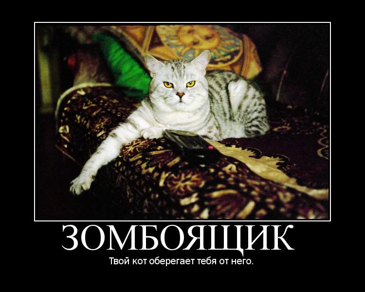 включи твой кот