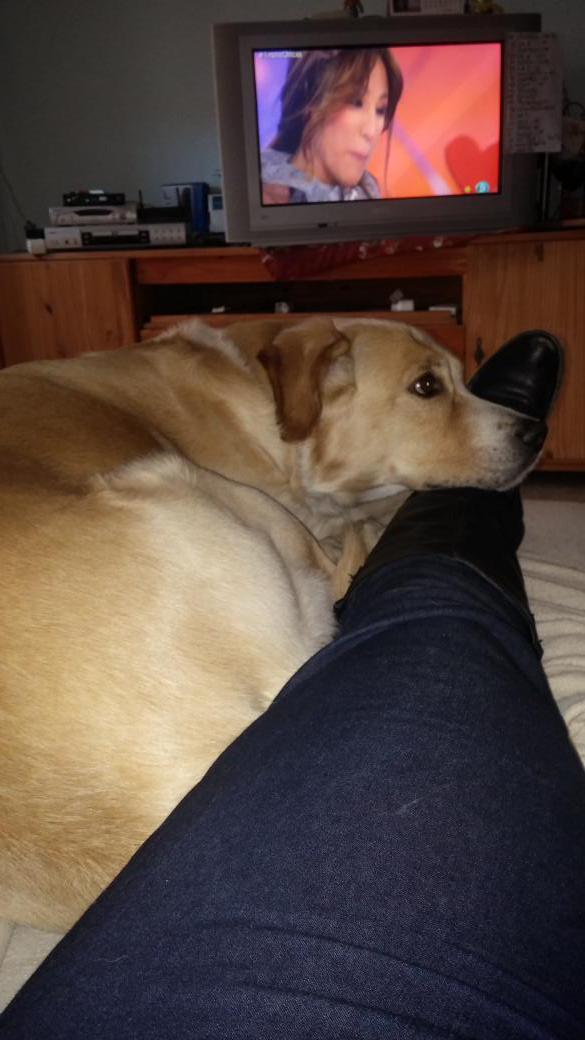 annaiswestonn's tweet image. #Sofaneo #Gordo #myhyv