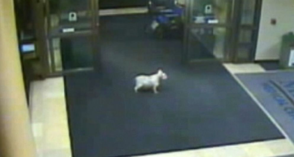 GMA's tweet photo. Dog leaves home alone, finds Iowa hospital where owner is undergoing cancer treatment. http://t.co/ADglxOnzlQ http://t.co/SbVogKZvw9