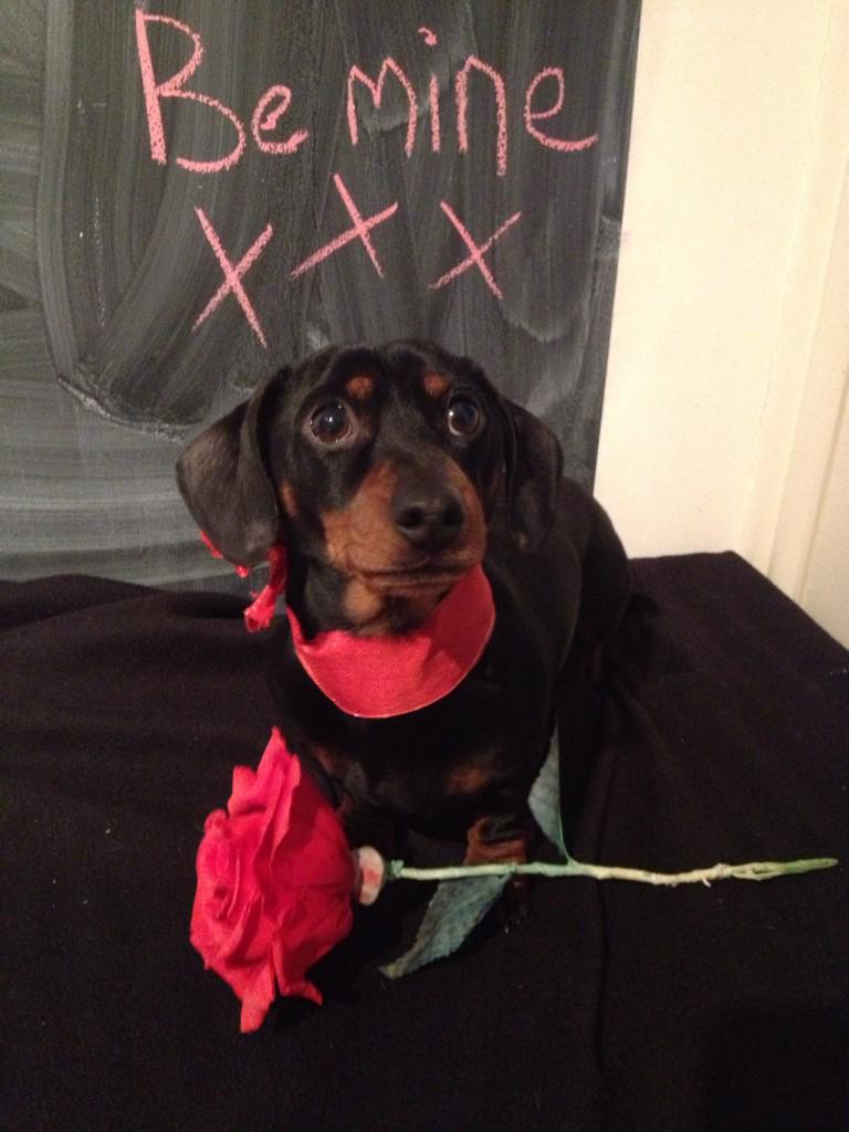 Imogen (@imogencloet) on Twitter photo Bertie the Dachshund ready for Valentines Day <a href="/GHmagazine/">Good Housekeeping UK</a> Bertie the Dachshund ready for Valentines Day <a href="/GHmagazine/">Good Housekeeping UK</a>