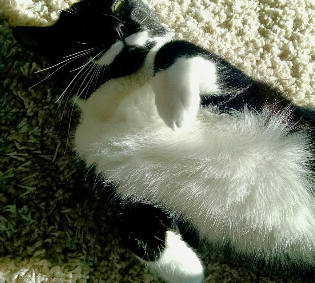 WilfRightMeow's tweet photo. @pheobefurball45 @MinkyBrim @MollyCat7 hi there! 😻 http://t.co/QSLTCNsqxV